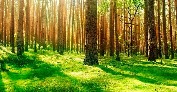 ¿Por qué la biomasa es una alternativa renovable con gran potencial?